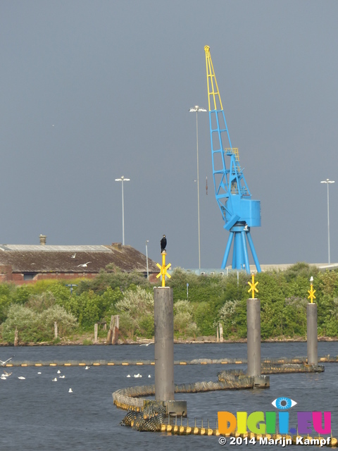 FZ005711 Cormorant (Phalacrocorax Carbo) in Cardiff Bay